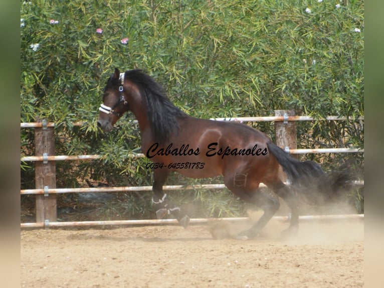 PRE Stallion 4 years 16,2 hh Brown in Vejer de la Frontera