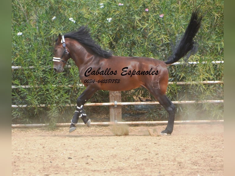 PRE Stallion 4 years 16,2 hh Brown in Vejer de la Frontera