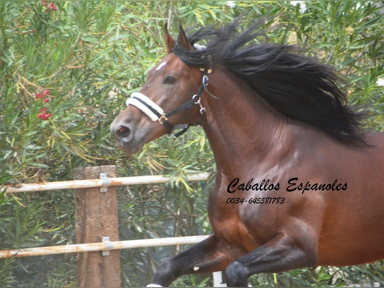 PRE Stallion 4 years 16,2 hh Brown in Vejer de la Frontera