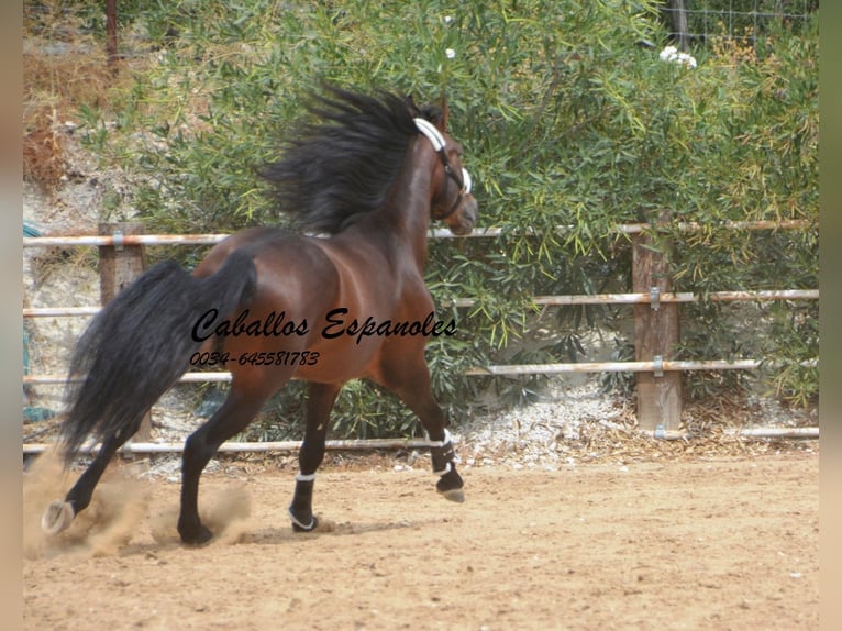 PRE Stallion 4 years 16,2 hh Brown in Vejer de la Frontera