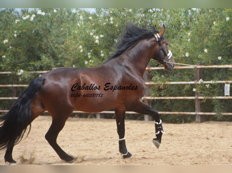 PRE Stallion 4 years 16,2 hh Brown in Vejer de la Frontera