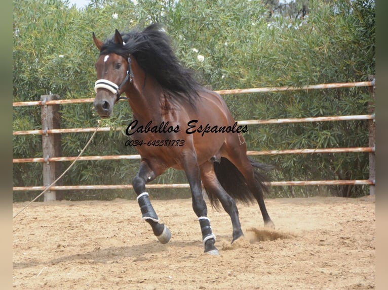 PRE Stallion 4 years 16,2 hh Brown in Vejer de la Frontera