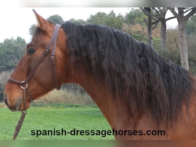 PRE Mix Stallion 4 years 16,2 hh Brown in Barcelona