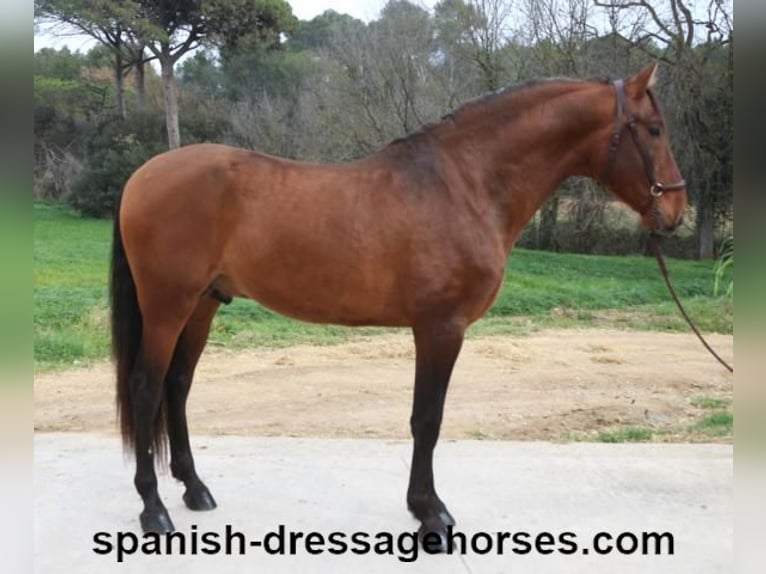 PRE Mix Stallion 4 years 16,2 hh Brown in Barcelona