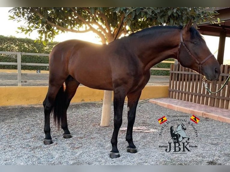 PRE Mix Stallion 4 years 16,2 hh Brown in Tabernas Almeria