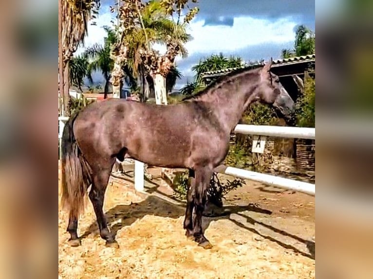 PRE Mix Stallion 4 years 16.2 hh Brown Falb mold in Sevilla