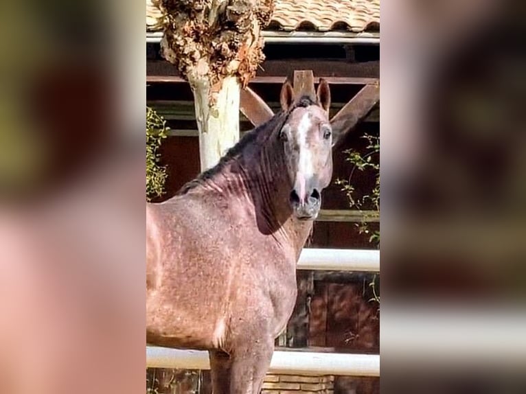 PRE Mix Stallion 4 years 16.2 hh Brown Falb mold in Sevilla