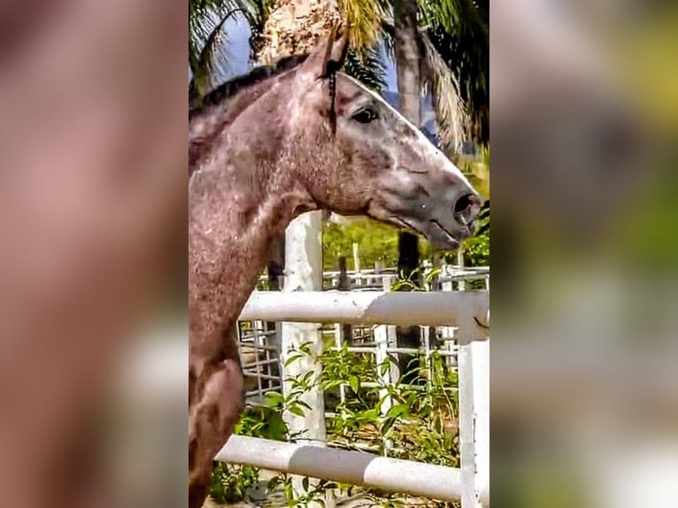 PRE Mix Stallion 4 years 16.2 hh Brown Falb mold in Sevilla