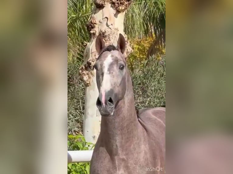 PRE Mix Stallion 4 years 16.2 hh Brown Falb mold in Sevilla