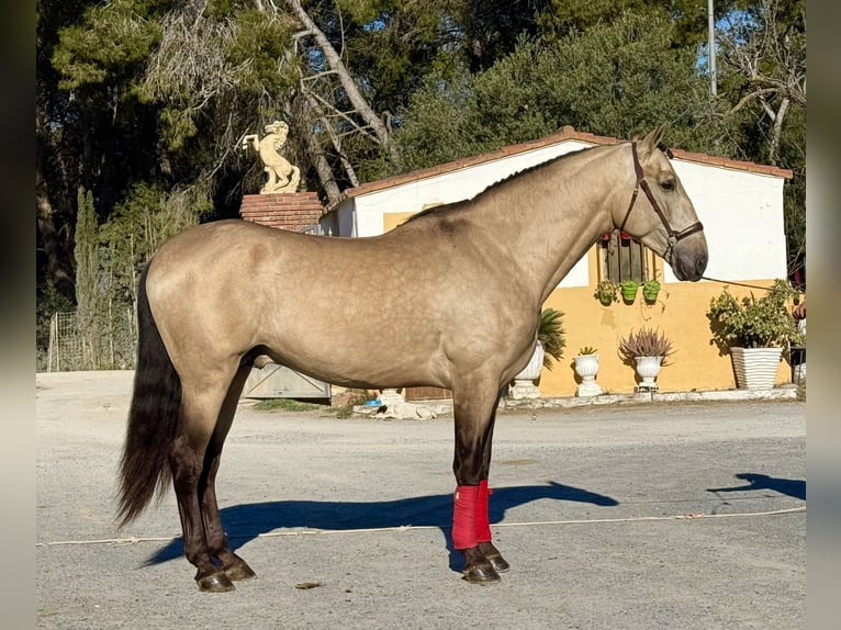 PRE Mix Stallion 4 years 16,2 hh Buckskin in Barcelona