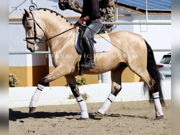 PRE Mix Stallion 4 years 16.2 hh Buckskin in Santa Perpetua de Mogoda