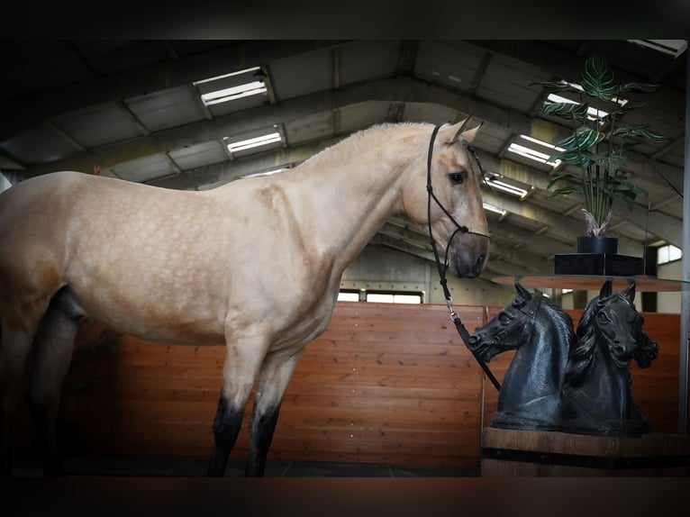 PRE Stallion 4 years 16,2 hh Buckskin in HEUVELLAND