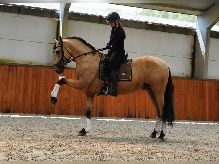 PRE Mix Stallion 4 years 16,2 hh Buckskin in HEUVELLAND