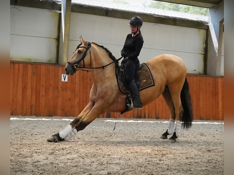 PRE Mix Stallion 4 years 16,2 hh Buckskin in HEUVELLAND