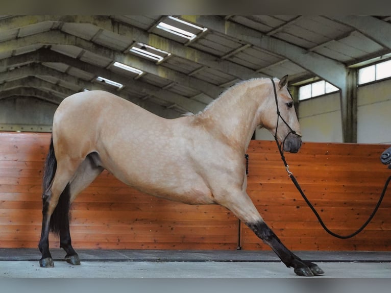 PRE Mix Stallion 4 years 16,2 hh Buckskin in HEUVELLAND