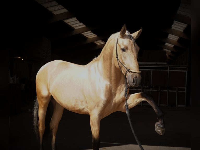 PRE Mix Stallion 4 years 16,2 hh Buckskin in HEUVELLAND