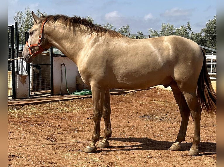 PRE Mix Stallion 4 years 16,2 hh Champagne in Mal&#xE1;ga