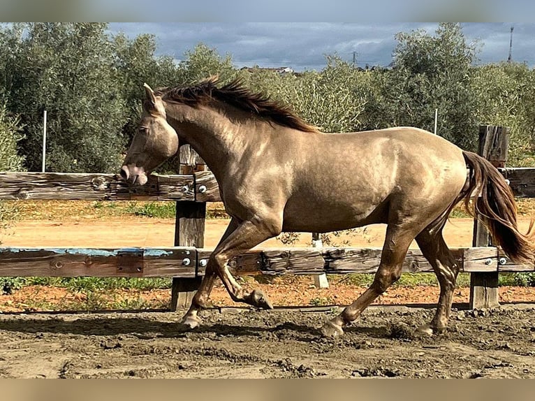 PRE Mix Stallion 4 years 16,2 hh Champagne in Mal&#xE1;ga