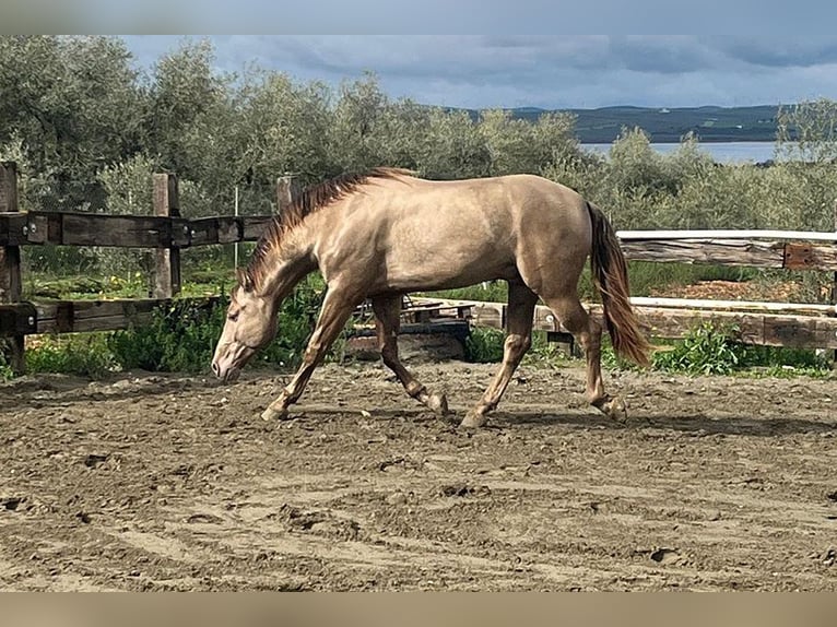 PRE Mix Stallion 4 years 16,2 hh Champagne in Mal&#xE1;ga