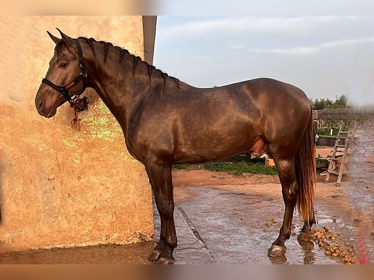PRE Mix Stallion 4 years 16,2 hh Champagne in Mal&#xE1;ga
