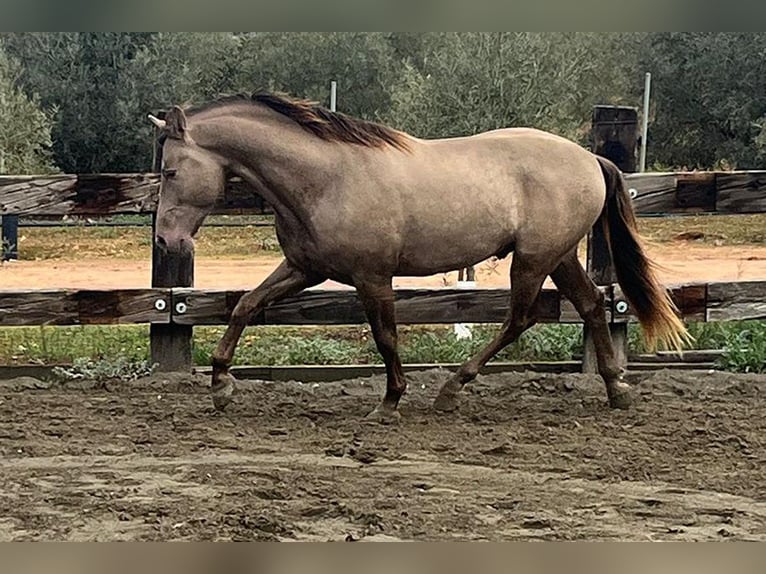 PRE Mix Stallion 4 years 16,2 hh Champagne in Mal&#xE1;ga