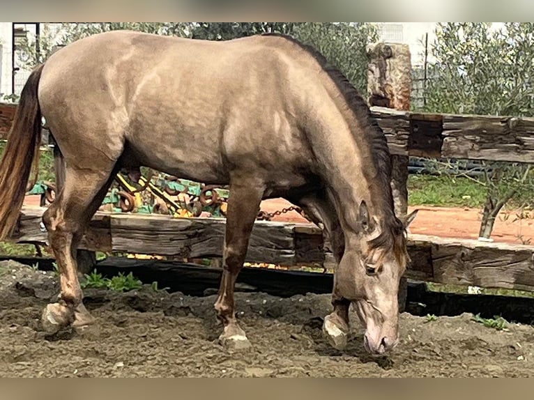 PRE Mix Stallion 4 years 16,2 hh Champagne in Mal&#xE1;ga
