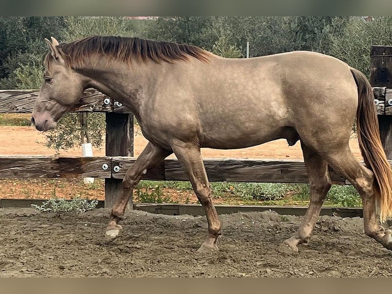 PRE Mix Stallion 4 years 16,2 hh Champagne in Mal&#xE1;ga