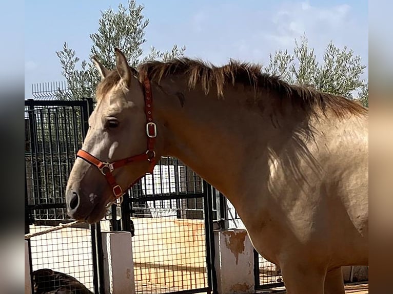 PRE Mix Stallion 4 years 16,2 hh Champagne in Mal&#xE1;ga