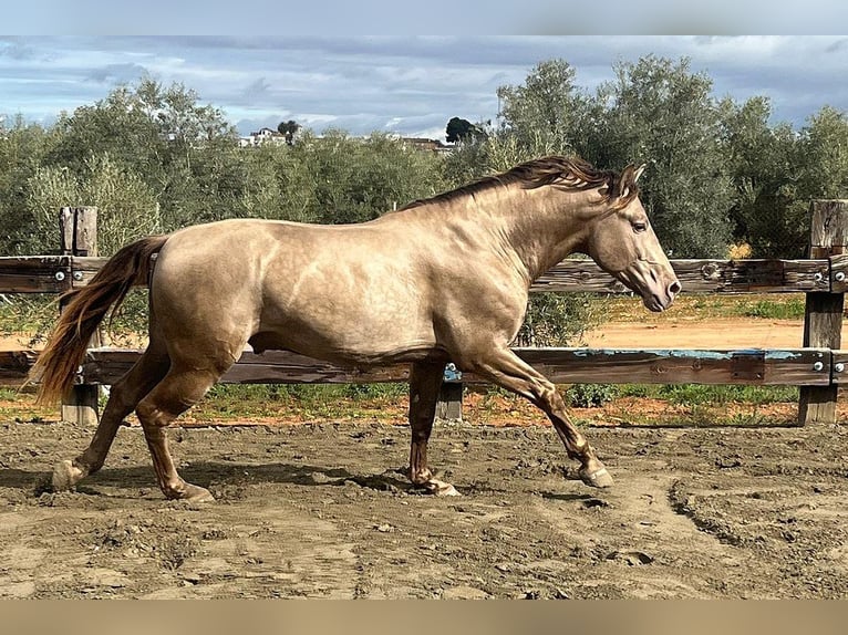 PRE Mix Stallion 4 years 16,2 hh Champagne in Mal&#xE1;ga