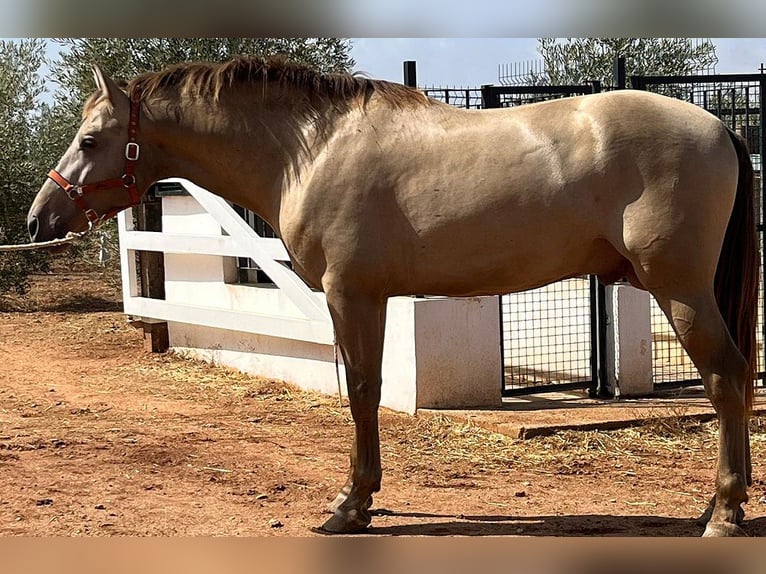 PRE Mix Stallion 4 years 16,2 hh Champagne in Mal&#xE1;ga