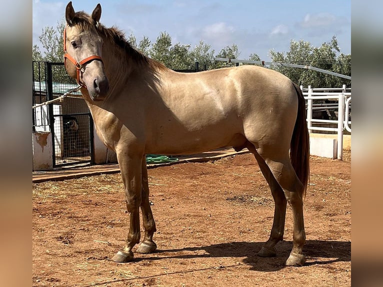 PRE Mix Stallion 4 years 16,2 hh Champagne in Mal&#xE1;ga