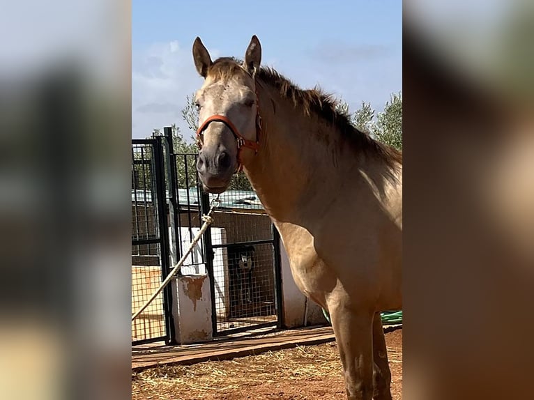 PRE Mix Stallion 4 years 16,2 hh Champagne in Mal&#xE1;ga