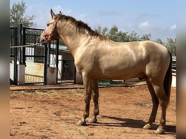 PRE Mix Stallion 4 years 16,2 hh Champagne in Mal&#xE1;ga