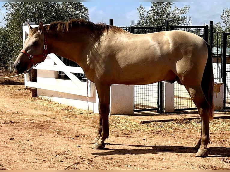 PRE Mix Stallion 4 years 16,2 hh Champagne in Mal&#xE1;ga