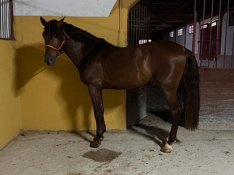 PRE Stallion 4 years 16,2 hh Chestnut-Red in Albacete