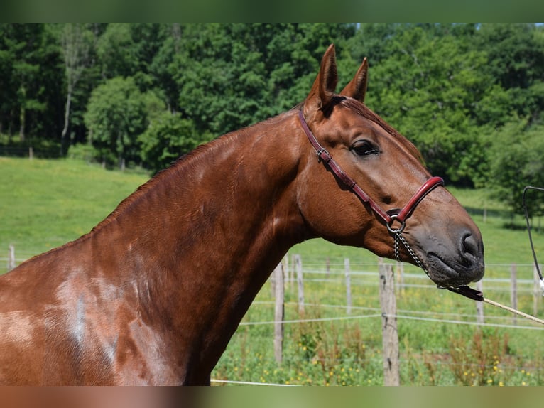 PRE Stallion 4 years 16.2 hh Chestnut-Red in CAUMONT