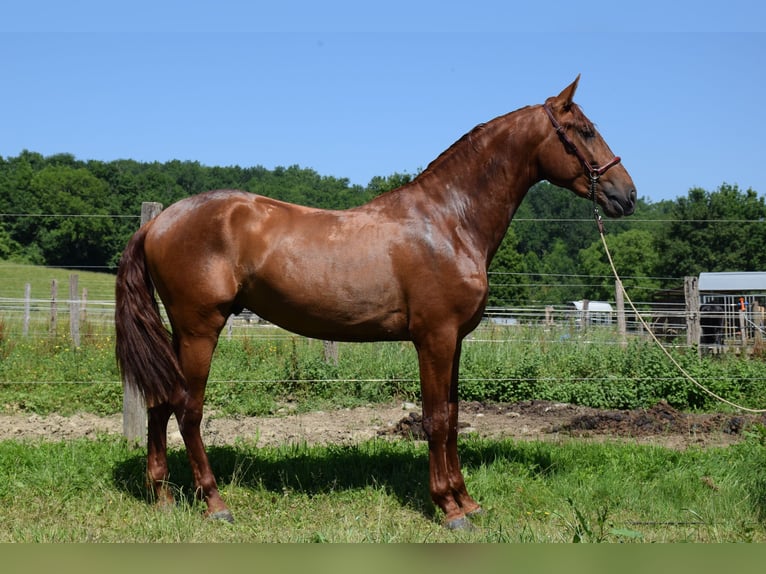 PRE Stallion 4 years 16.2 hh Chestnut-Red in CAUMONT