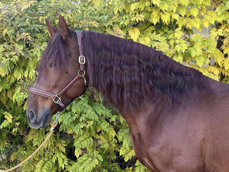 PRE Stallion 4 years 16,2 hh Chestnut-Red in Albacete