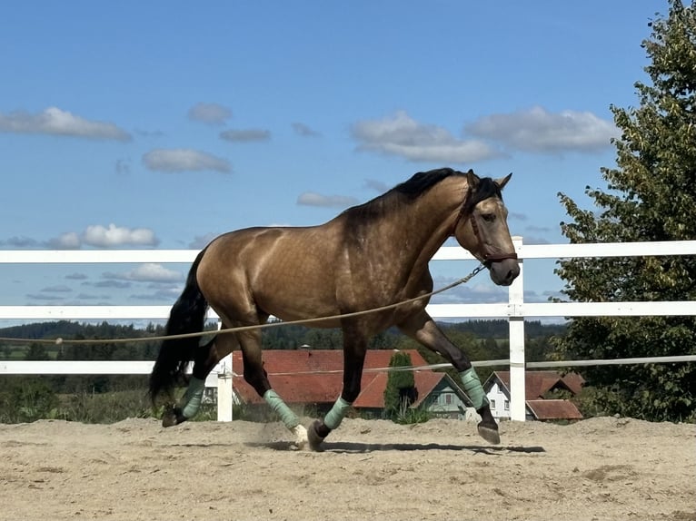 PRE Stallion 4 years 16,2 hh Dun in Sigmarszell