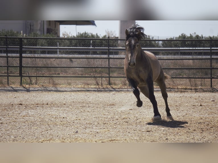 PRE Mix Stallion 4 years 16,2 hh Gray in Rafelguaraf