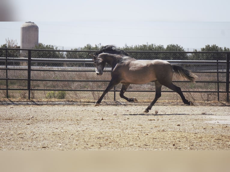PRE Mix Stallion 4 years 16,2 hh Gray in Rafelguaraf