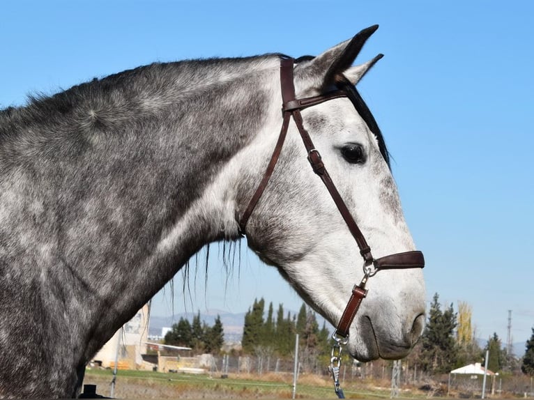 PRE Stallion 4 years 16,2 hh Gray in Provinz Granada