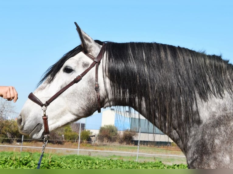 PRE Stallion 4 years 16,2 hh Gray in Provinz Granada