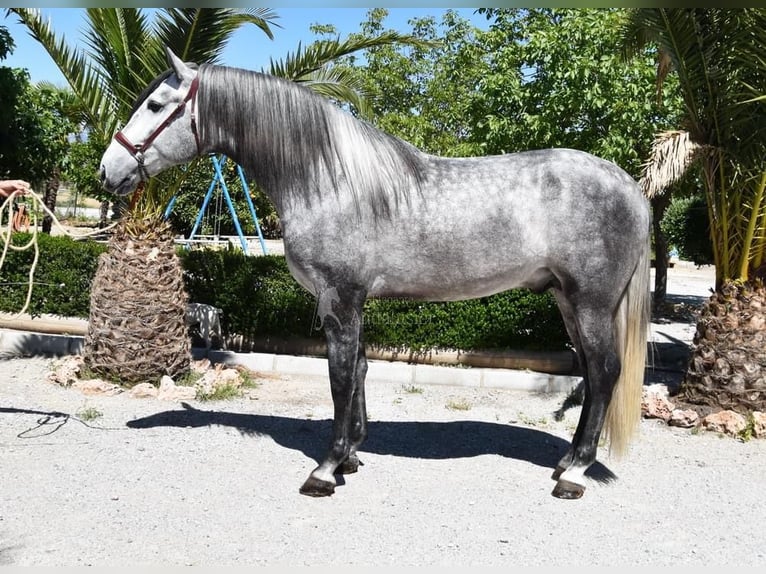 PRE Stallion 4 years 16,2 hh Gray in Miralvalles