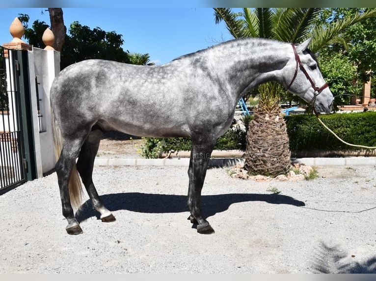 PRE Stallion 4 years 16,2 hh Gray in Miralvalles