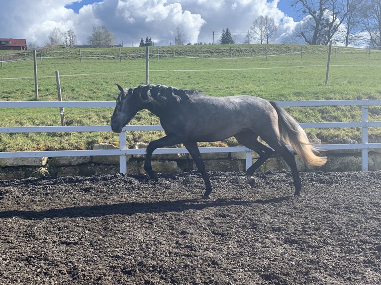 PRE Stallion 4 years 16,2 hh Gray-Dark-Tan in Sigmarszell