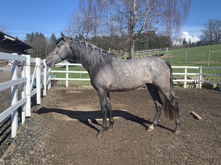 PRE Stallion 4 years 16,2 hh Gray-Dark-Tan in Sigmarszell