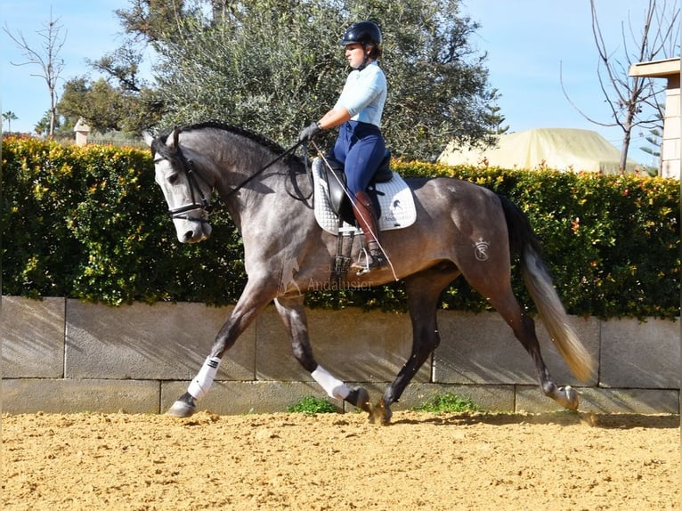 PRE Stallion 4 years 16,2 hh Gray in Provinz Malaga