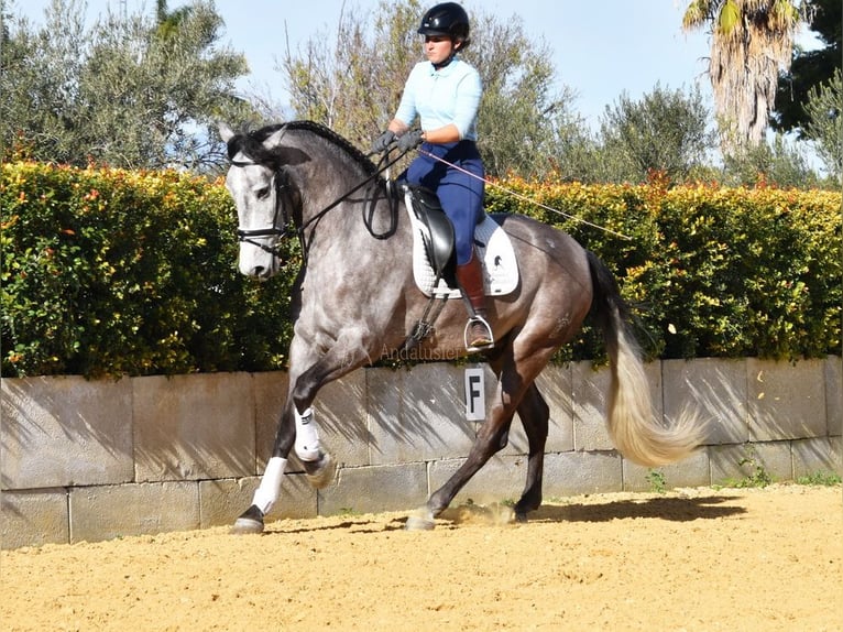 PRE Stallion 4 years 16,2 hh Gray in Provinz Malaga