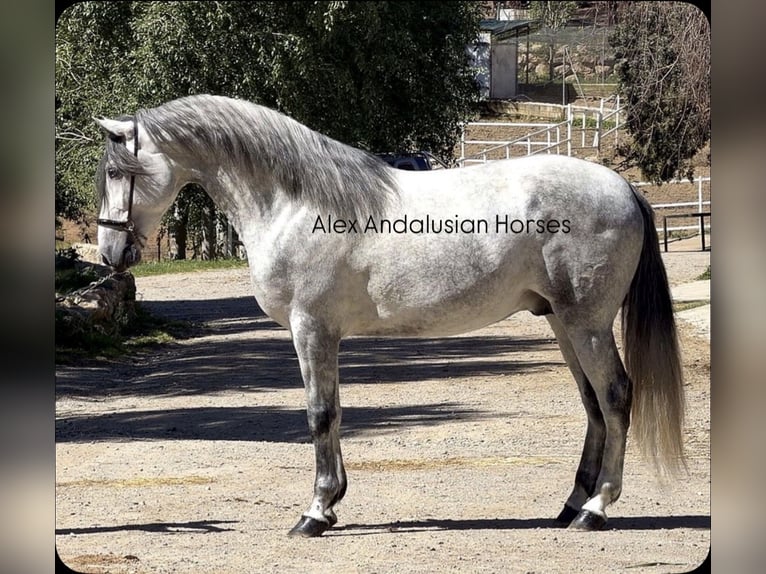 PRE Mix Stallion 4 years 16.2 hh Grey in Sevilla